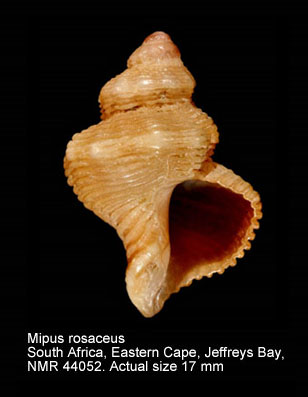 Mipus rosaceus (3).jpg - Mipus rosaceus (E.A.Smith,1903)